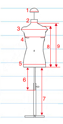 Mannequin sizes